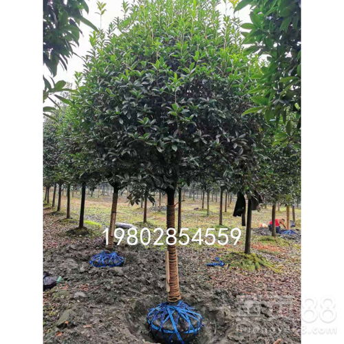 全國(guó)優(yōu)質(zhì)桂花樹(shù)種植基地 綠化工程苗木即買即走，一站式供貨保障