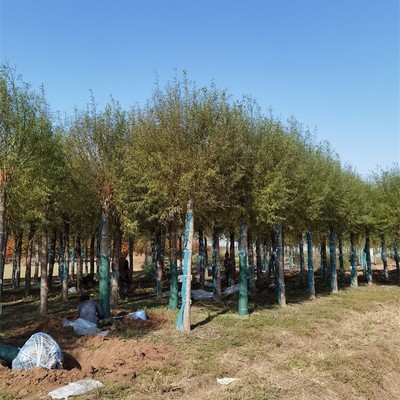 10公分饅頭柳與旱柳樹(shù)種植經(jīng)營(yíng)全指南 規(guī)格、價(jià)格與管理要點(diǎn)