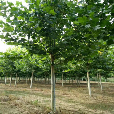 浙江5公分法桐價(jià)格走勢(shì)與法國(guó)梧桐種植經(jīng)營(yíng)前景分析