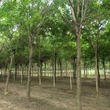 園林樹(shù)木種植公司 值得信賴的綠色合作伙伴
