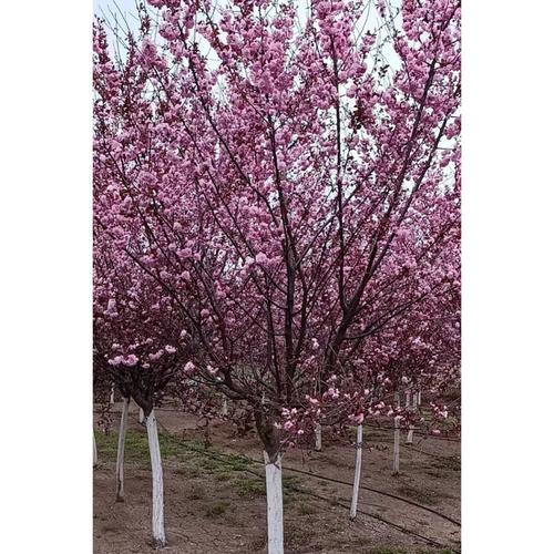 榆葉梅種植全攻略 廠家選擇、品牌推薦與養(yǎng)護(hù)要點(diǎn)